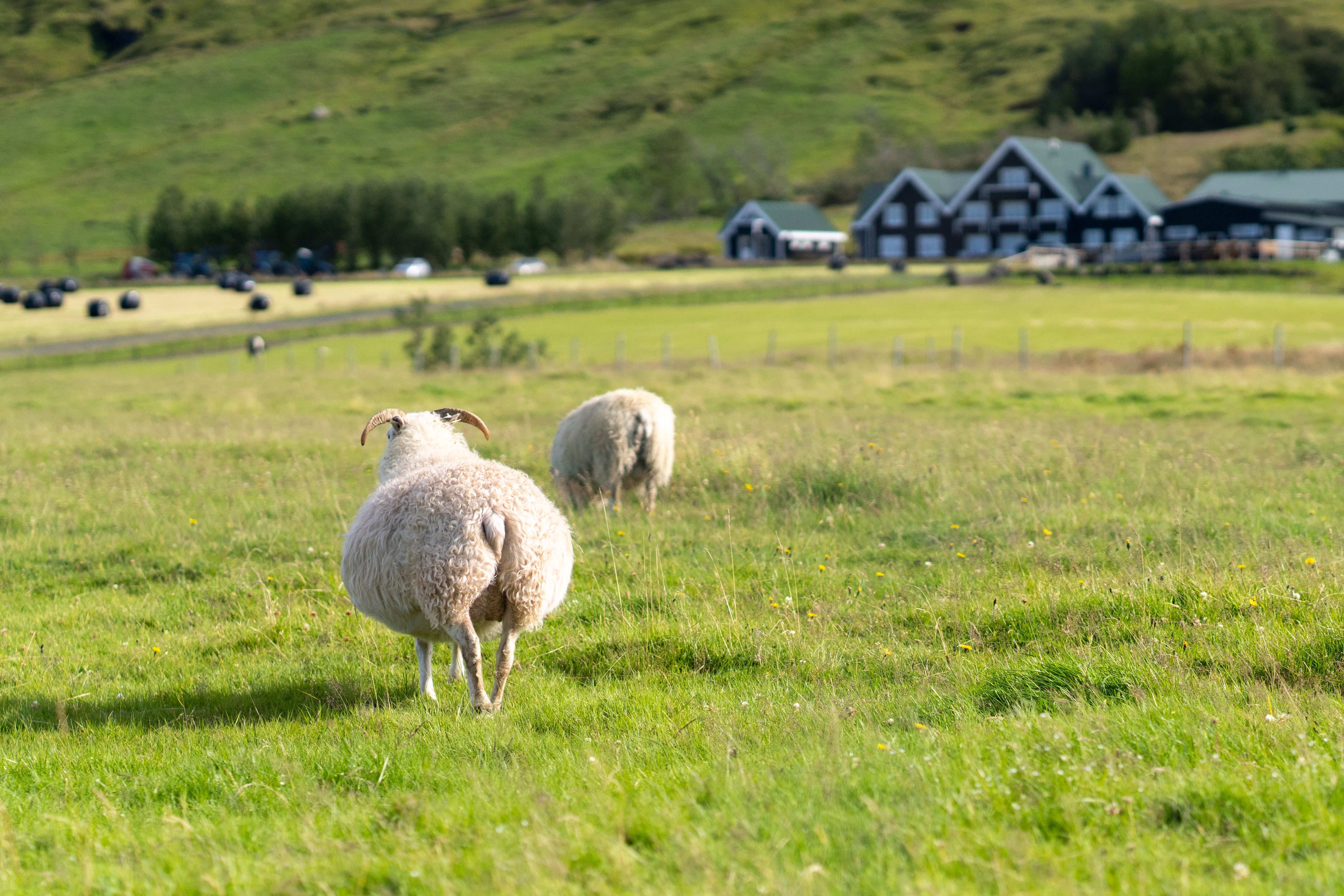 Family walking into a countryside hotel in South Iceland