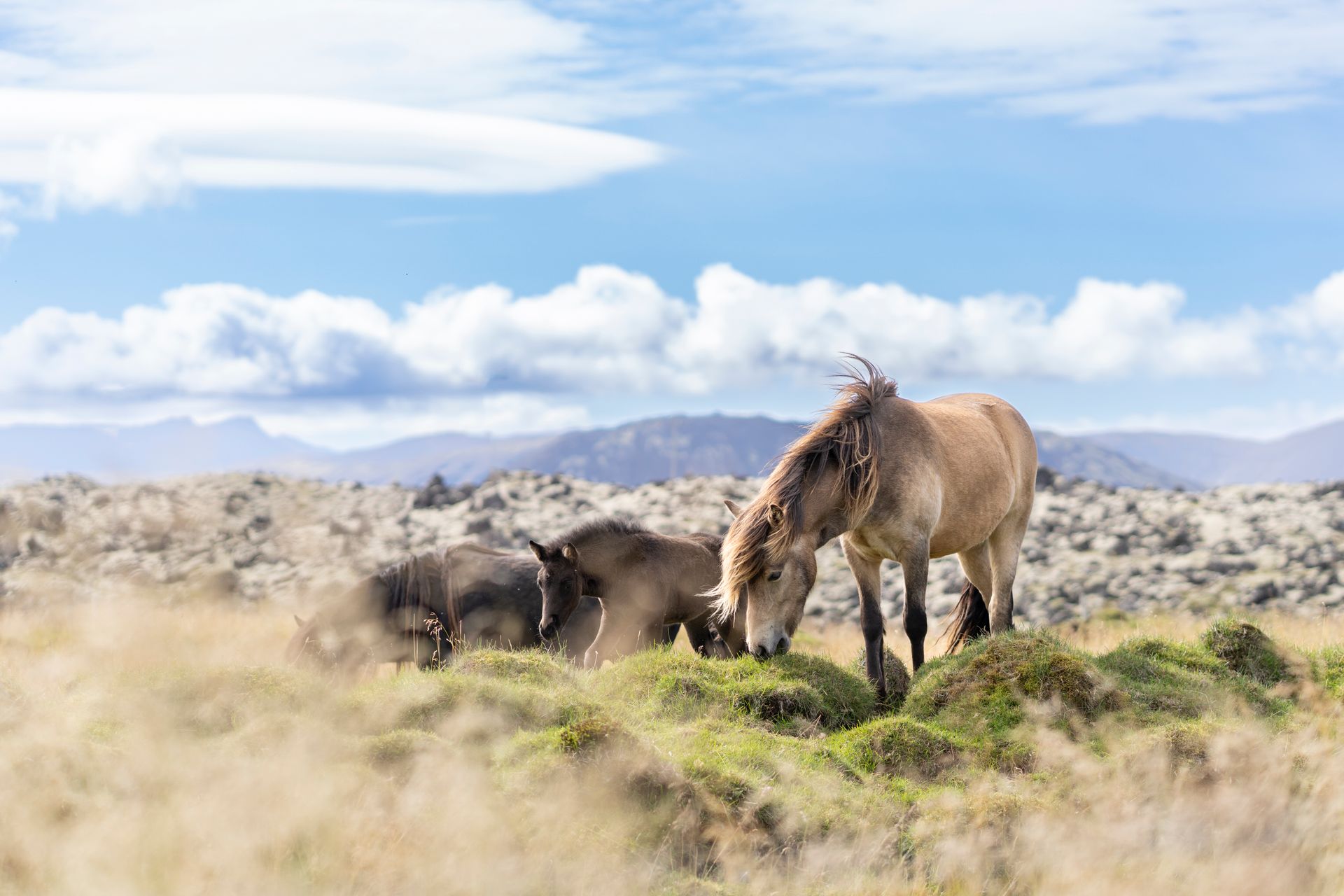 Free stock photo of animal grazing, beautiful horse, brown horses