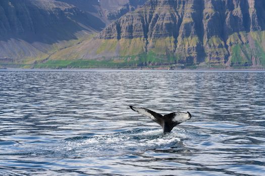 whale photo