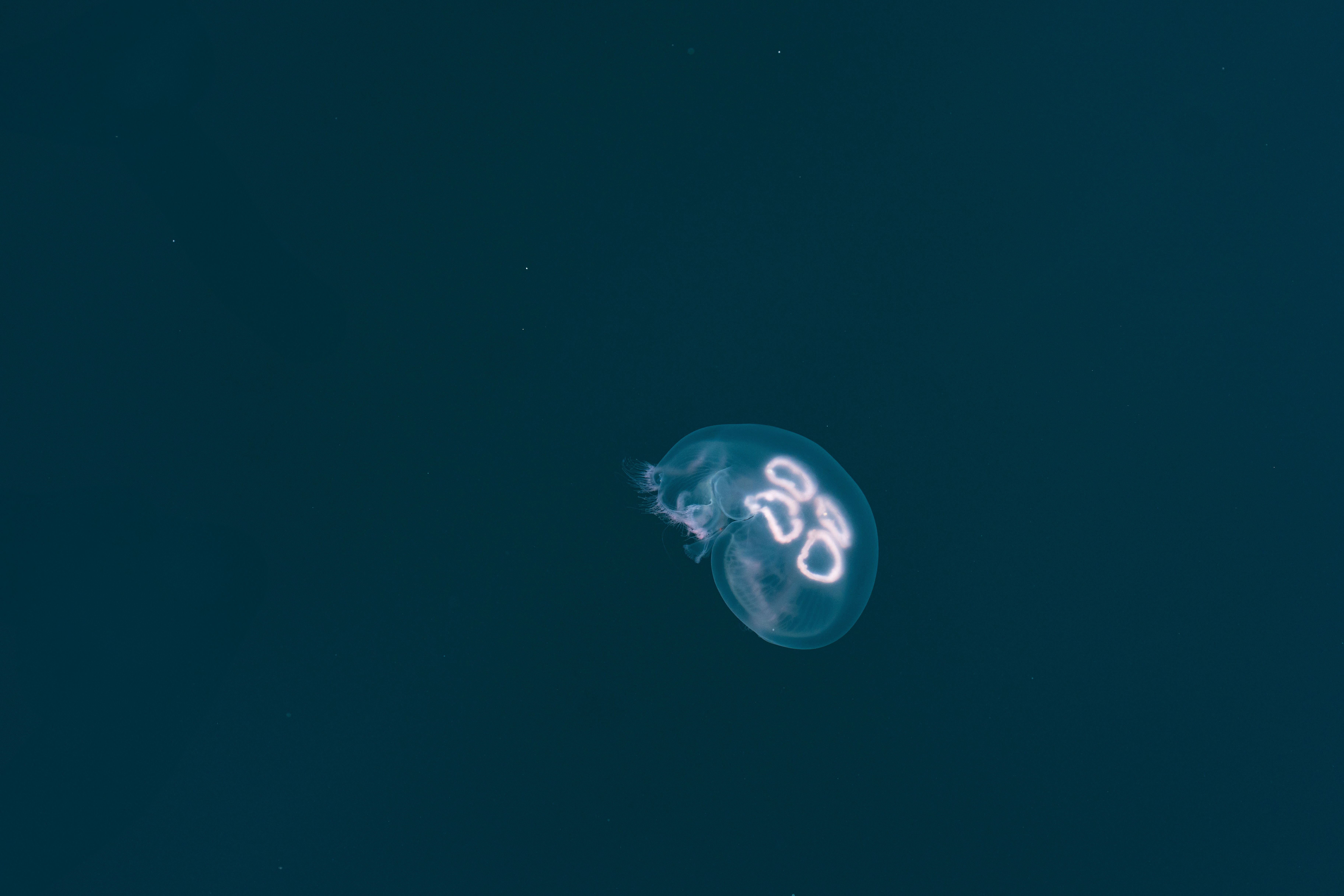 Jellyfish life cycle reversal — Curiosidades