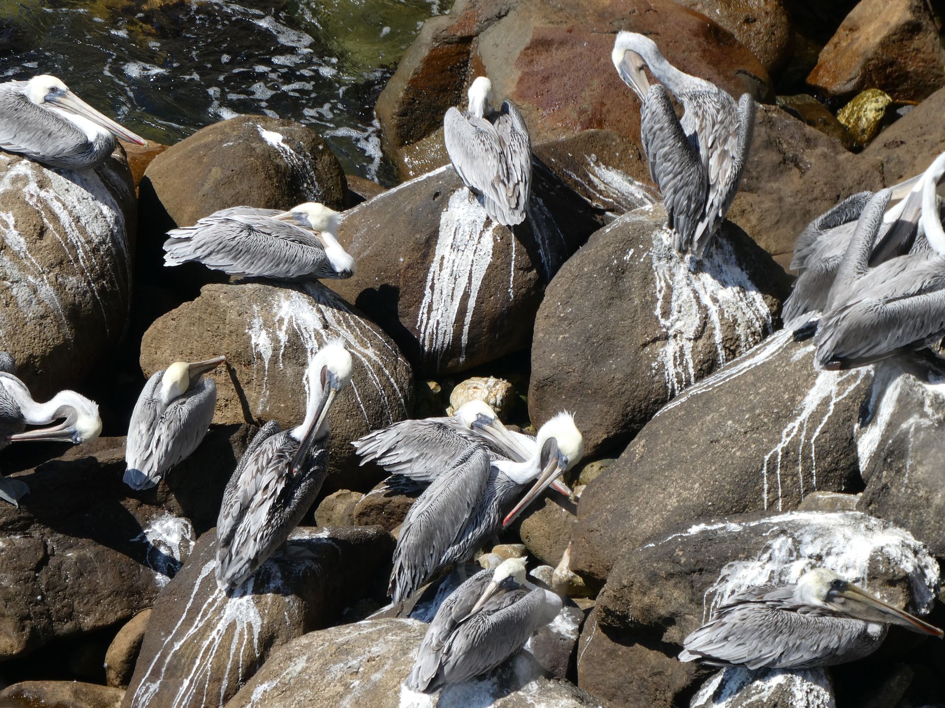 Pelicans