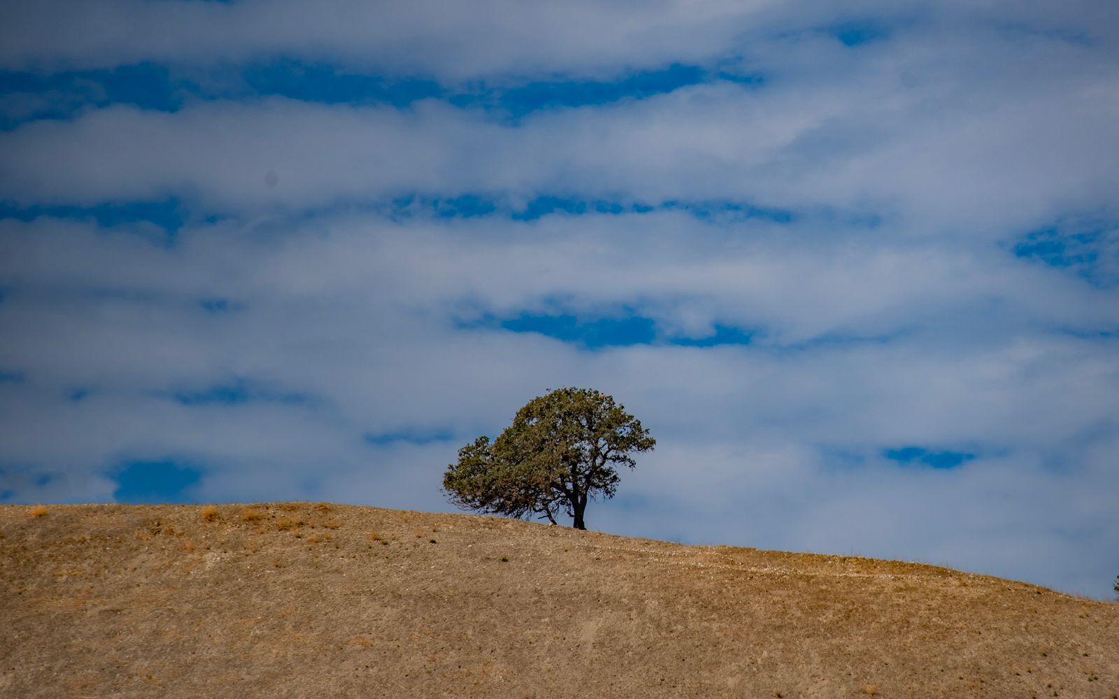 A lone tree on a sunlit golden hillside in Salinas, California, under a clear blue sky