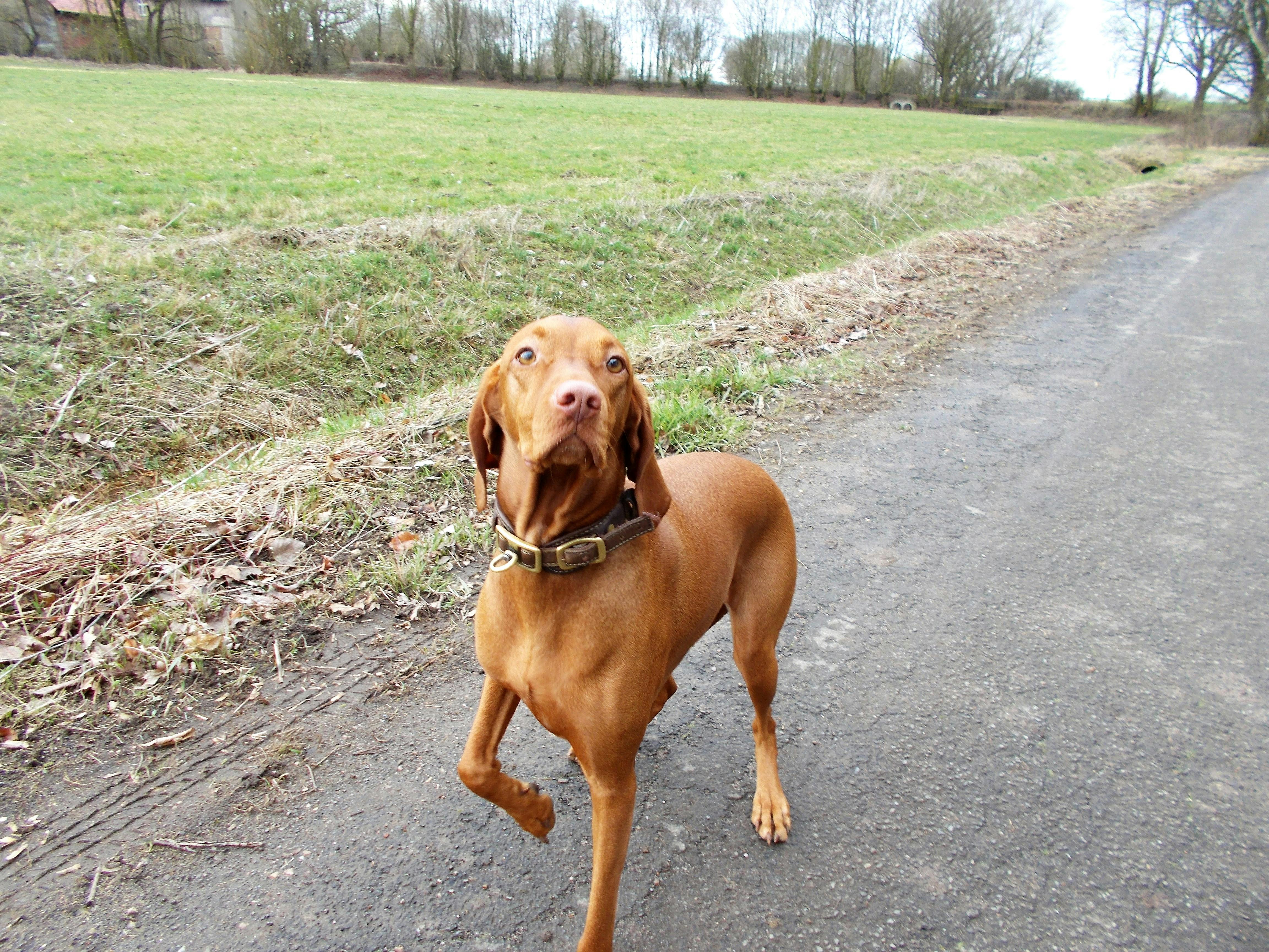 Free stock photo of hund, whistler