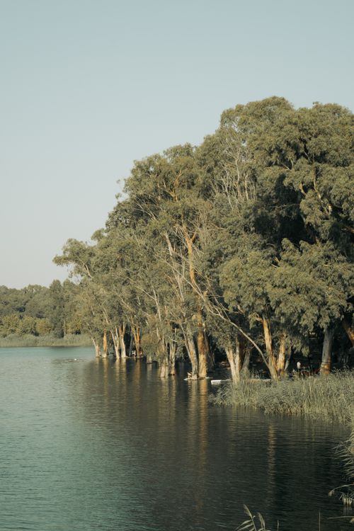 Free Peaceful view of a lush forest by the lakeside in Adana, showcasing nature's tranquility. Stock Photo