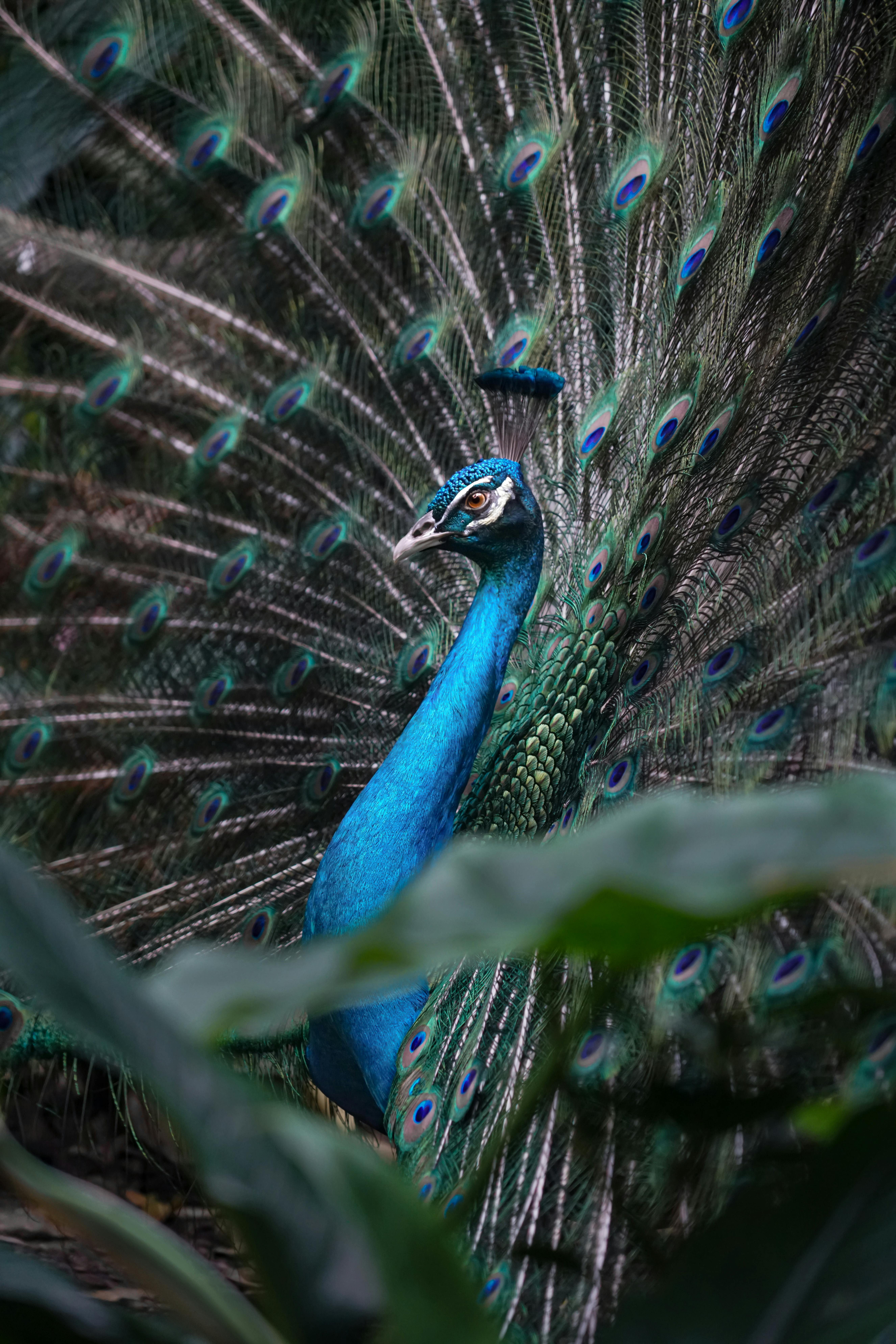 Stunning display of a vibrant Indian peacock with fully fanned feathers