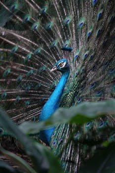 Stunning display of a vibrant Indian peacock with fully fanned feathers
