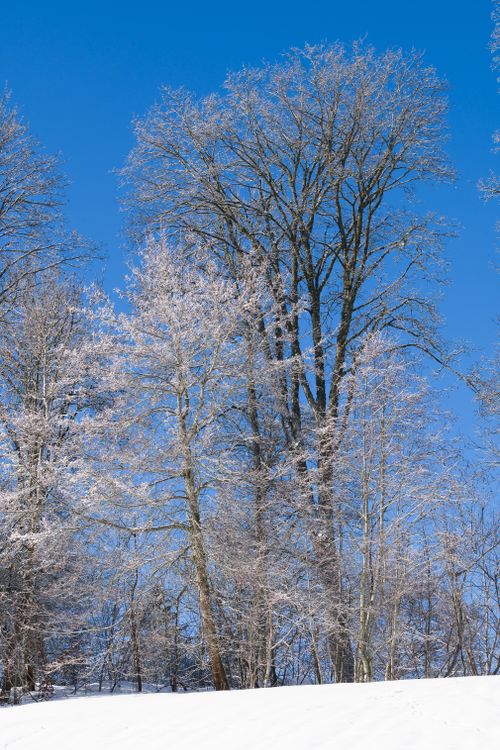Free Majestic leafless trees with snowy branches under a clear blue sky. Stock Photo