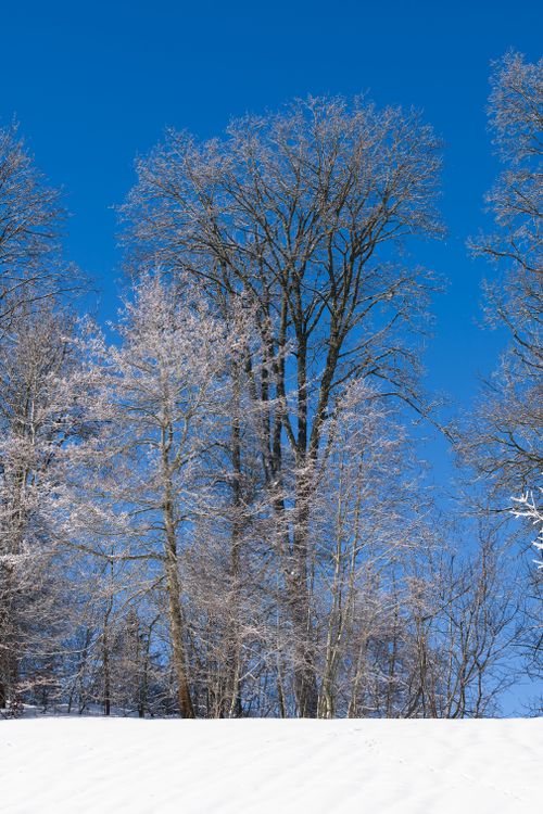 Free Beautiful winter scene with frosty trees and a clear blue sky in Switzerland. Stock Photo