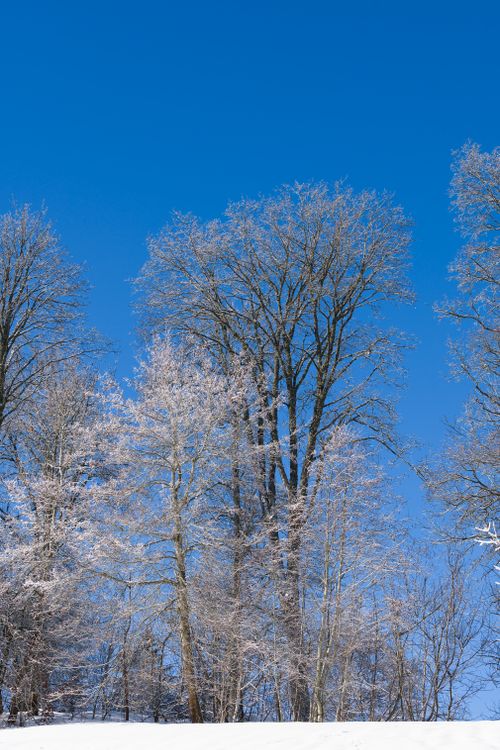 Free Snow-covered winter trees against a vibrant blue sky in Switzerland. Stock Photo