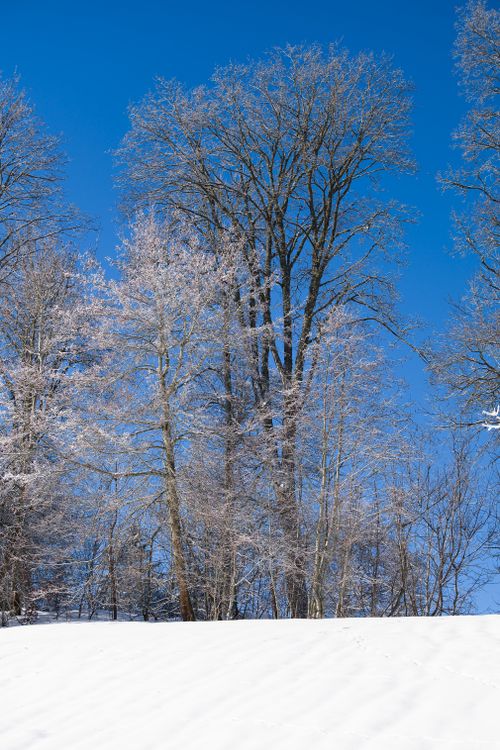 Free Serene winter scene of snow-covered trees against a clear blue sky. Stock Photo