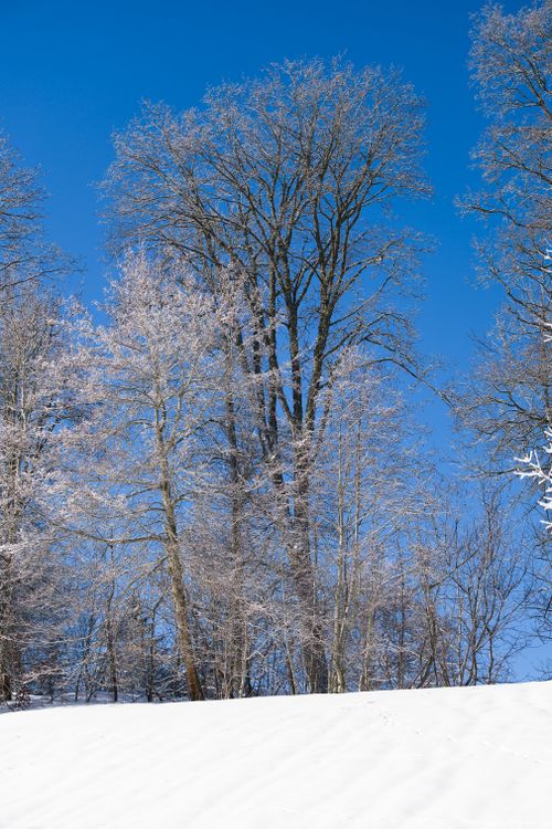 Free Snow-covered trees against a vibrant blue sky in Le Locle, Switzerland. Stock Photo