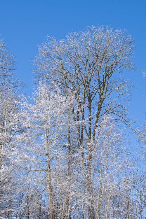 Free Snow-dusted trees reaching under a vibrant blue sky in Swiss winter scenery. Stock Photo