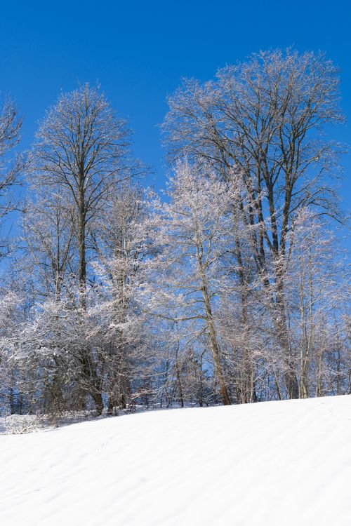Free Pristine winter forest scene with snow-laden trees under a clear blue sky in Le Locle, Switzerland. Stock Photo