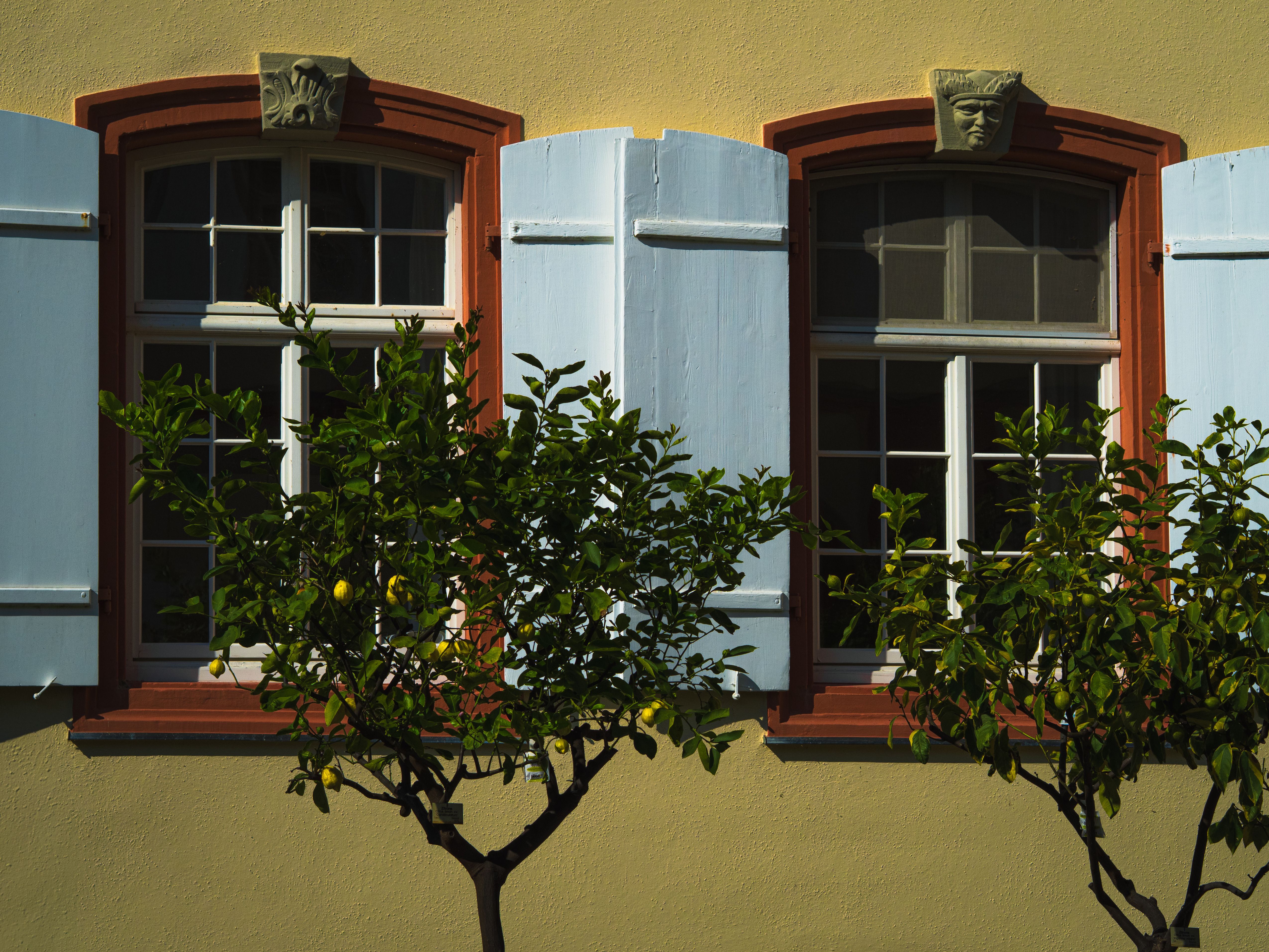 Elegant windows with light blue shutters and citrus trees casting shadows on a sunny outdoor wall.