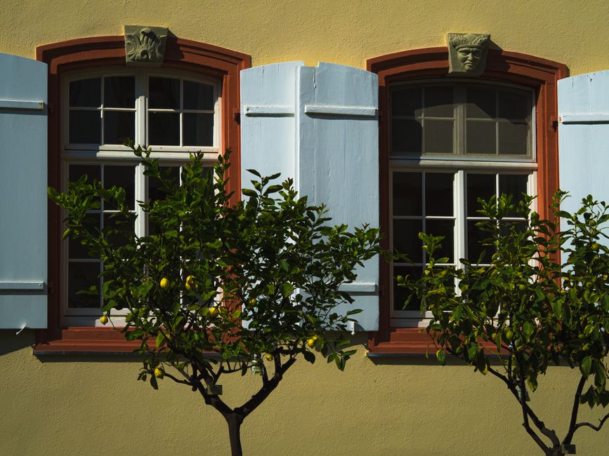 Elegant windows with light blue shutters and citrus trees casting shadows on a sunny outdoor wall.