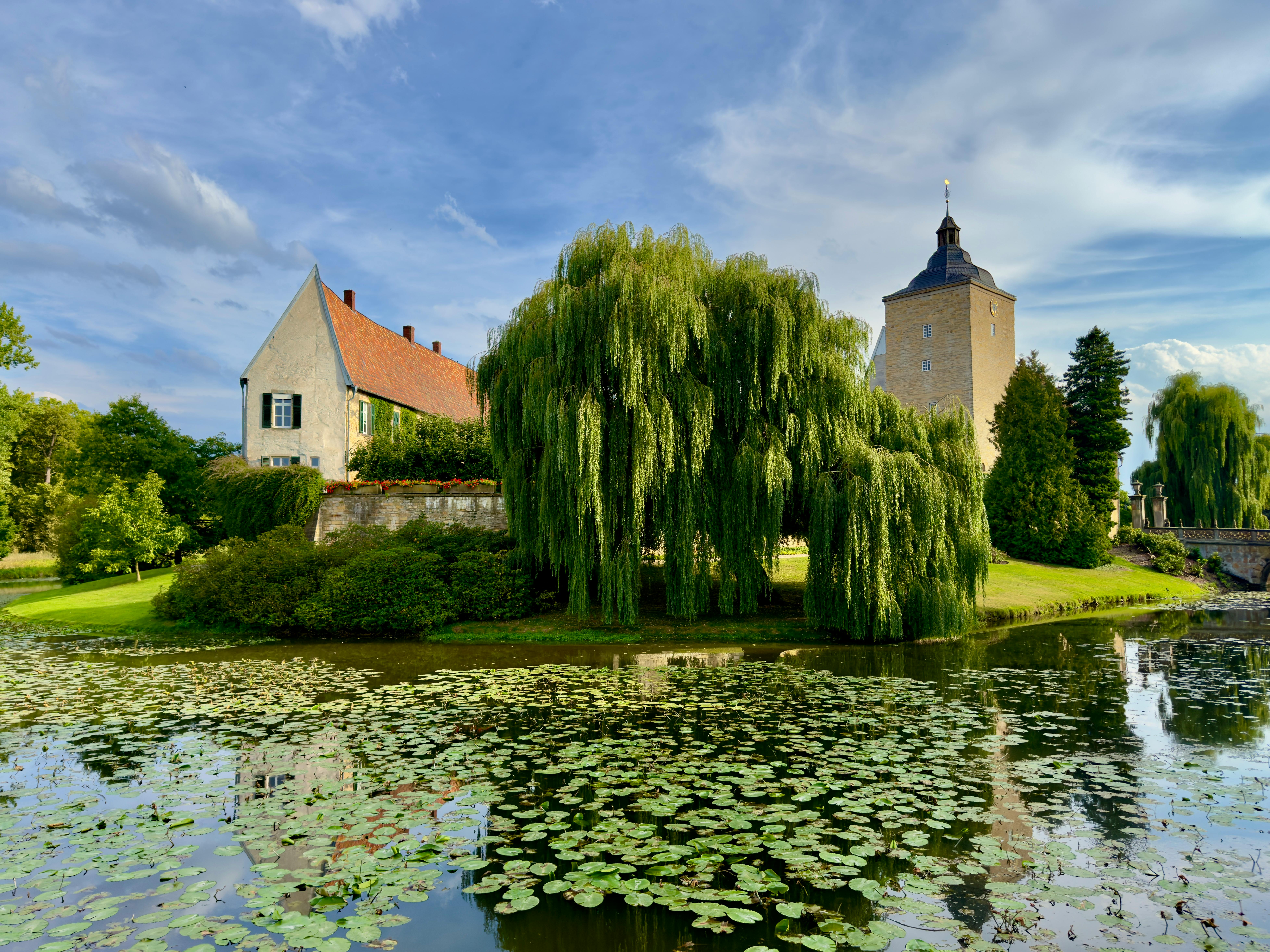 Poda de sauce japonés en verano: ¡secretos que aún no te han contado!