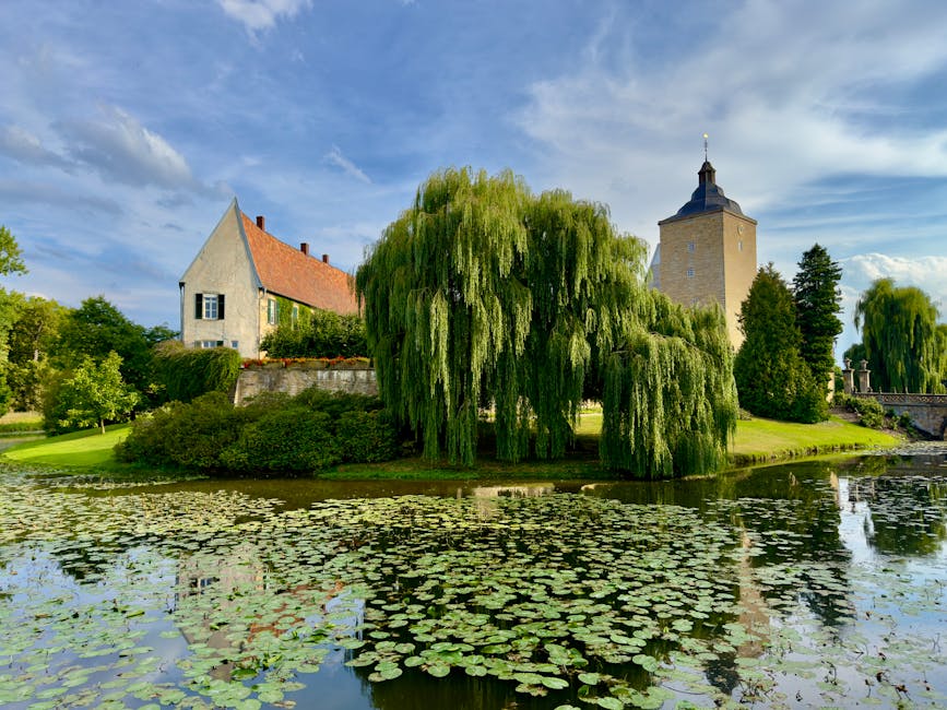 Summer Japanese Willow Pruning – Secrets You Haven’t Heard Yet!