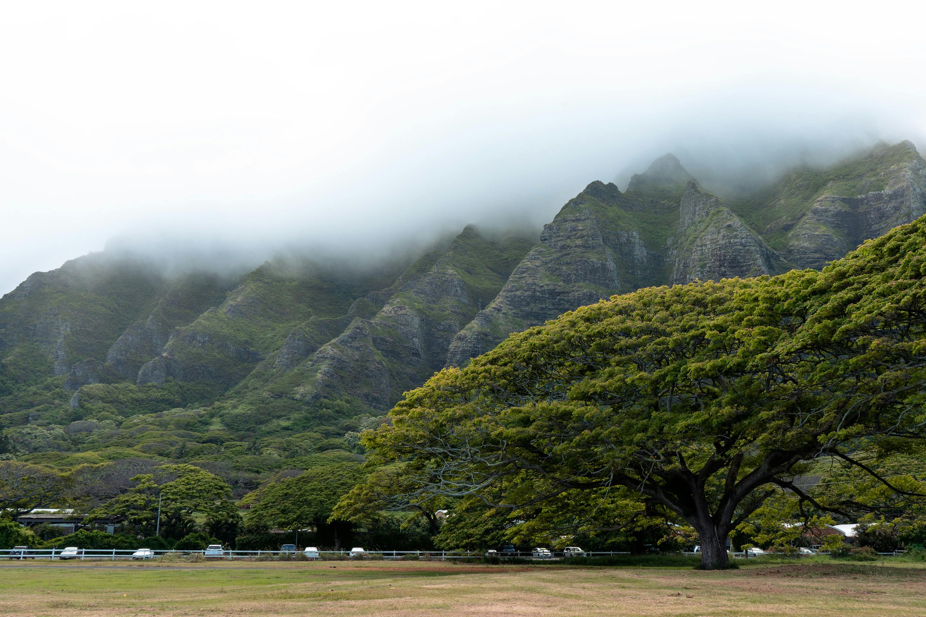 Hawaii Island Seed Bank helps build climate resilience — Photo by Nancy Arreguín on Pexels