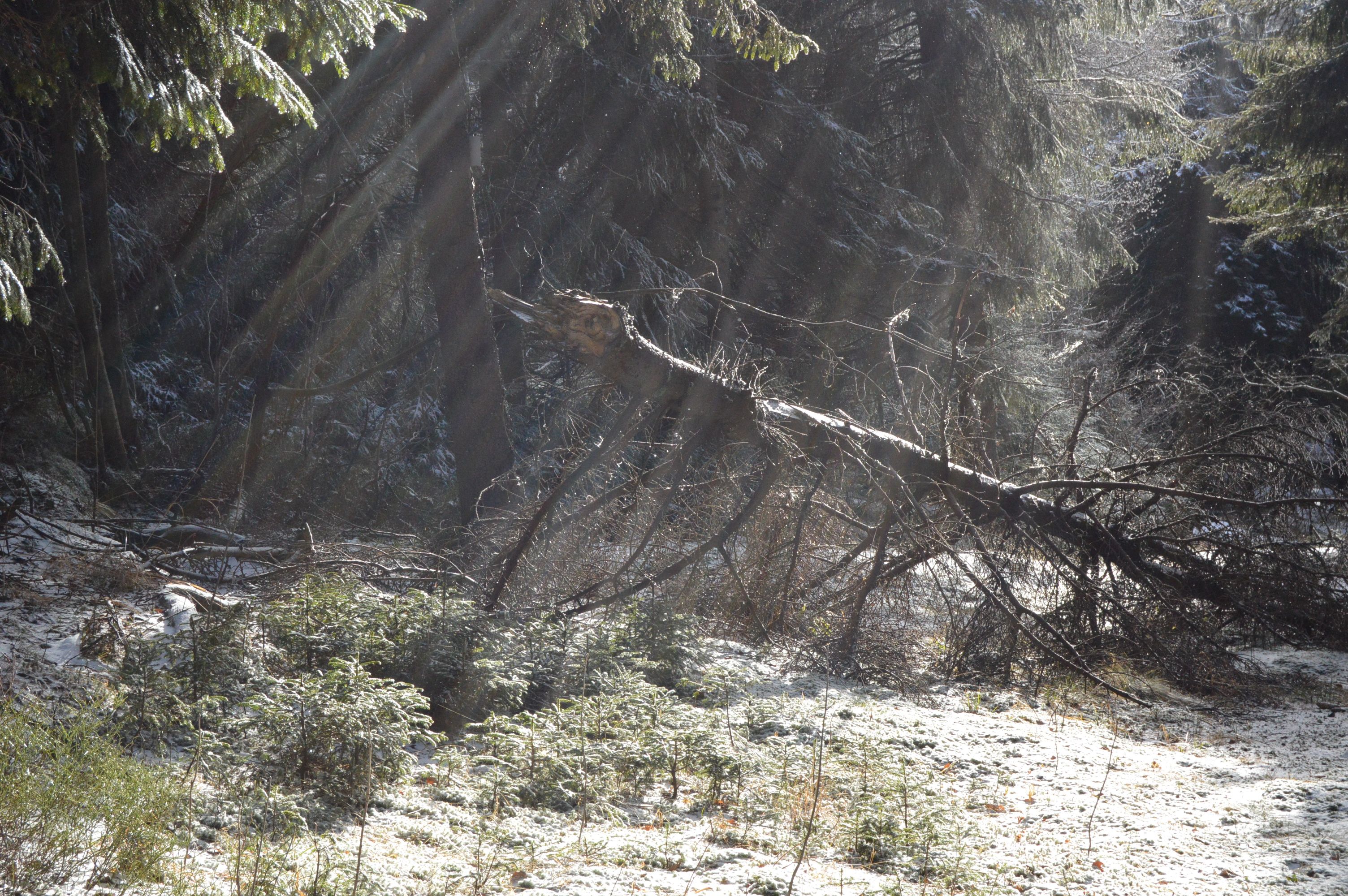 Sunlight streams through a snowy forest in Kremnica, Slovakia, revealing serene winter beauty.