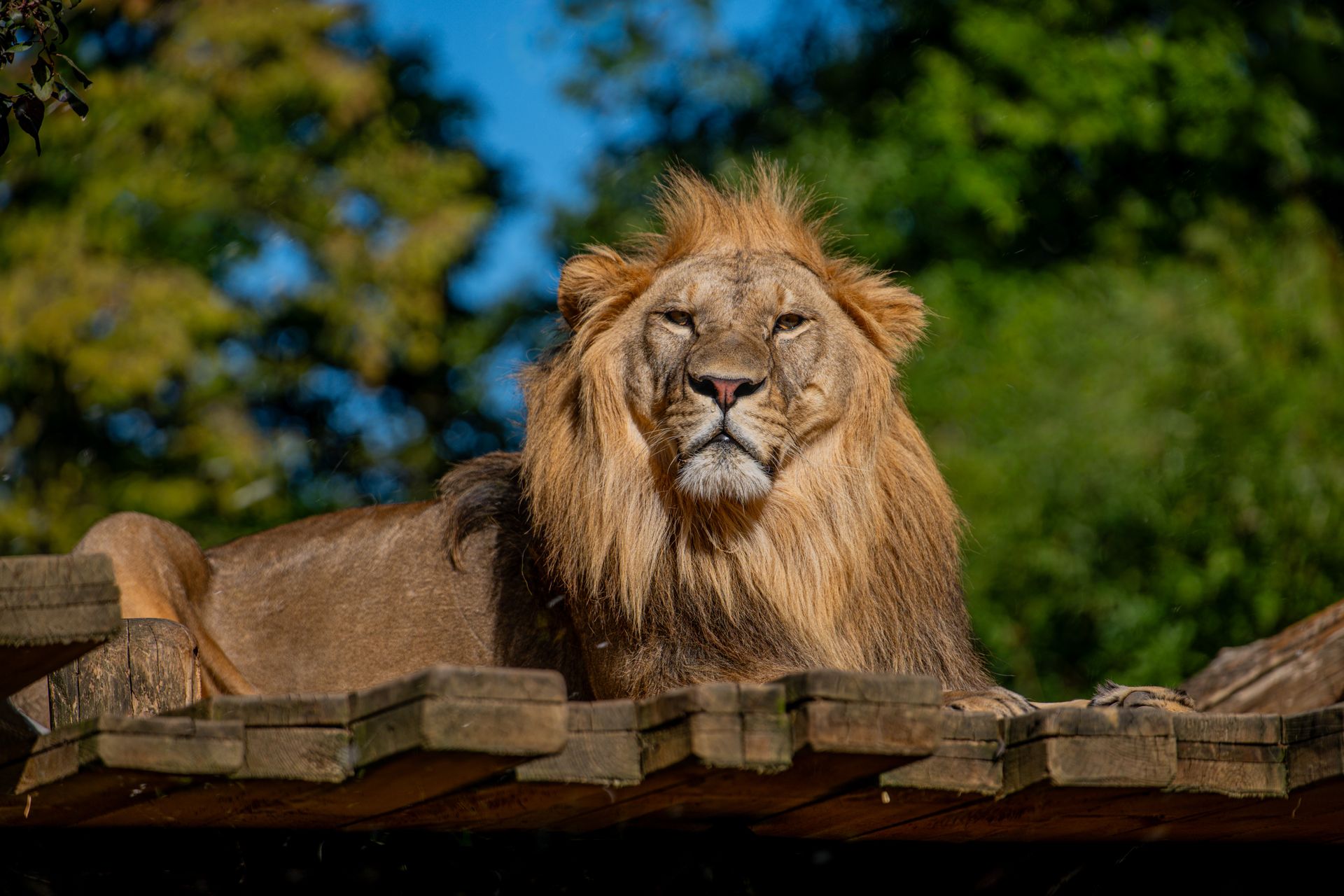 Close-up of a majestic lion basking in sunlight, portraying strength and beauty.