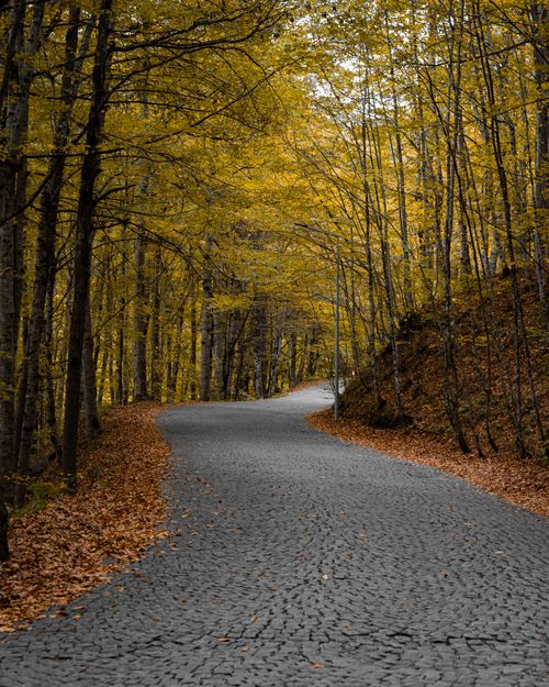 Free A tranquil stone path winding through a vibrant autumn forest in Bolu, Türkiye. Stock Photo