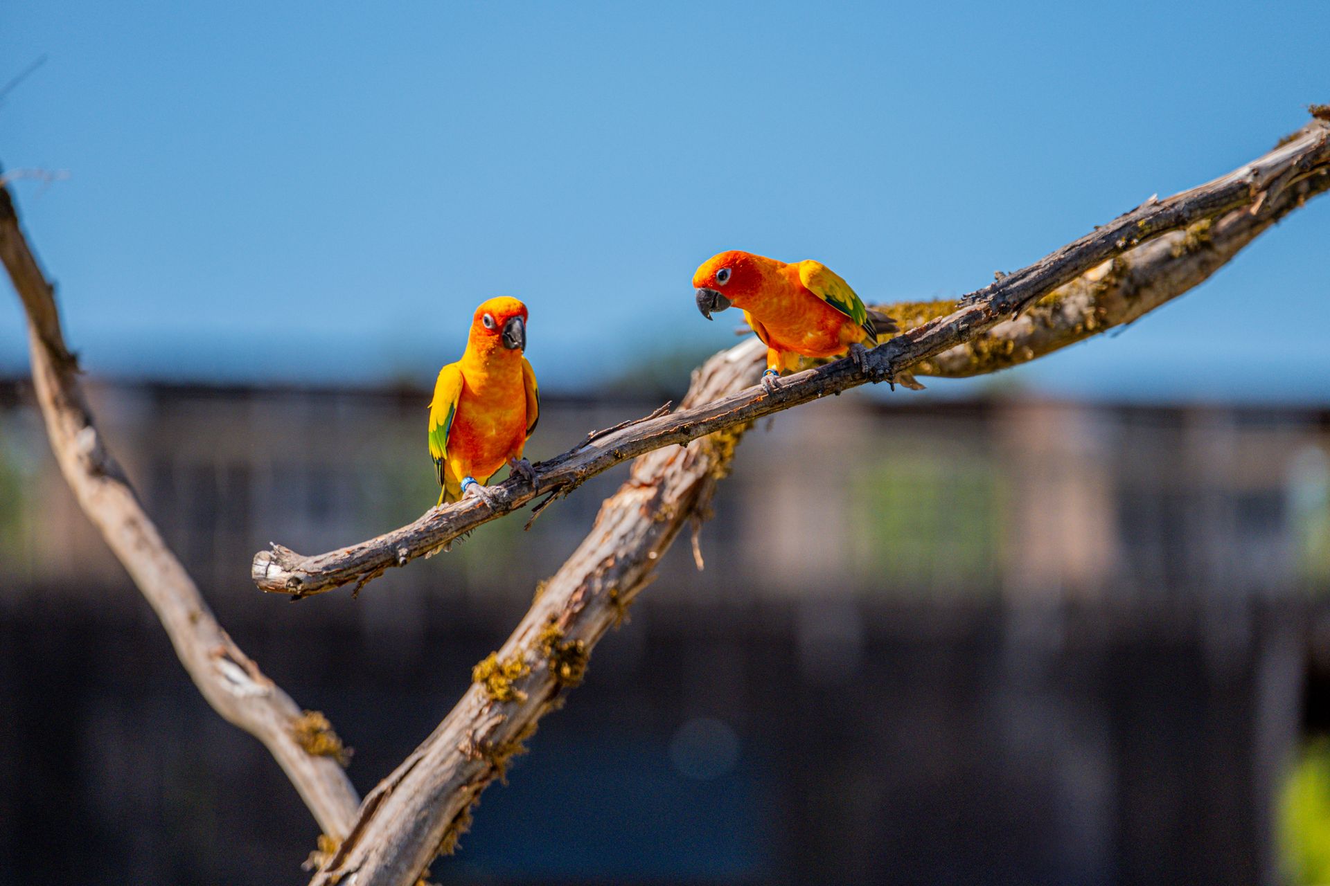 Two bright Sun Conure parrots on a branch, set against a clear blue sky.