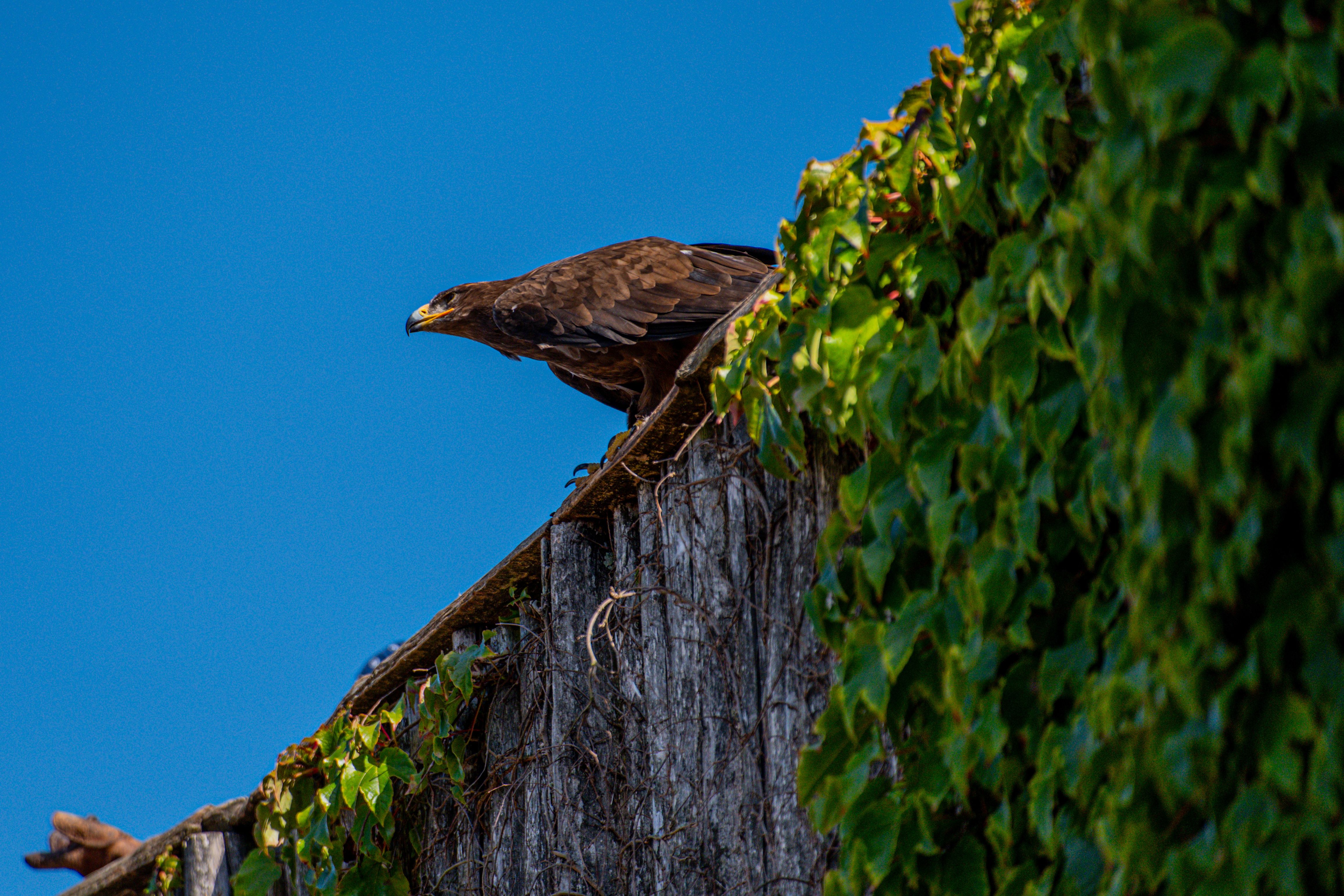 Observation des Aigles à Haapsalu