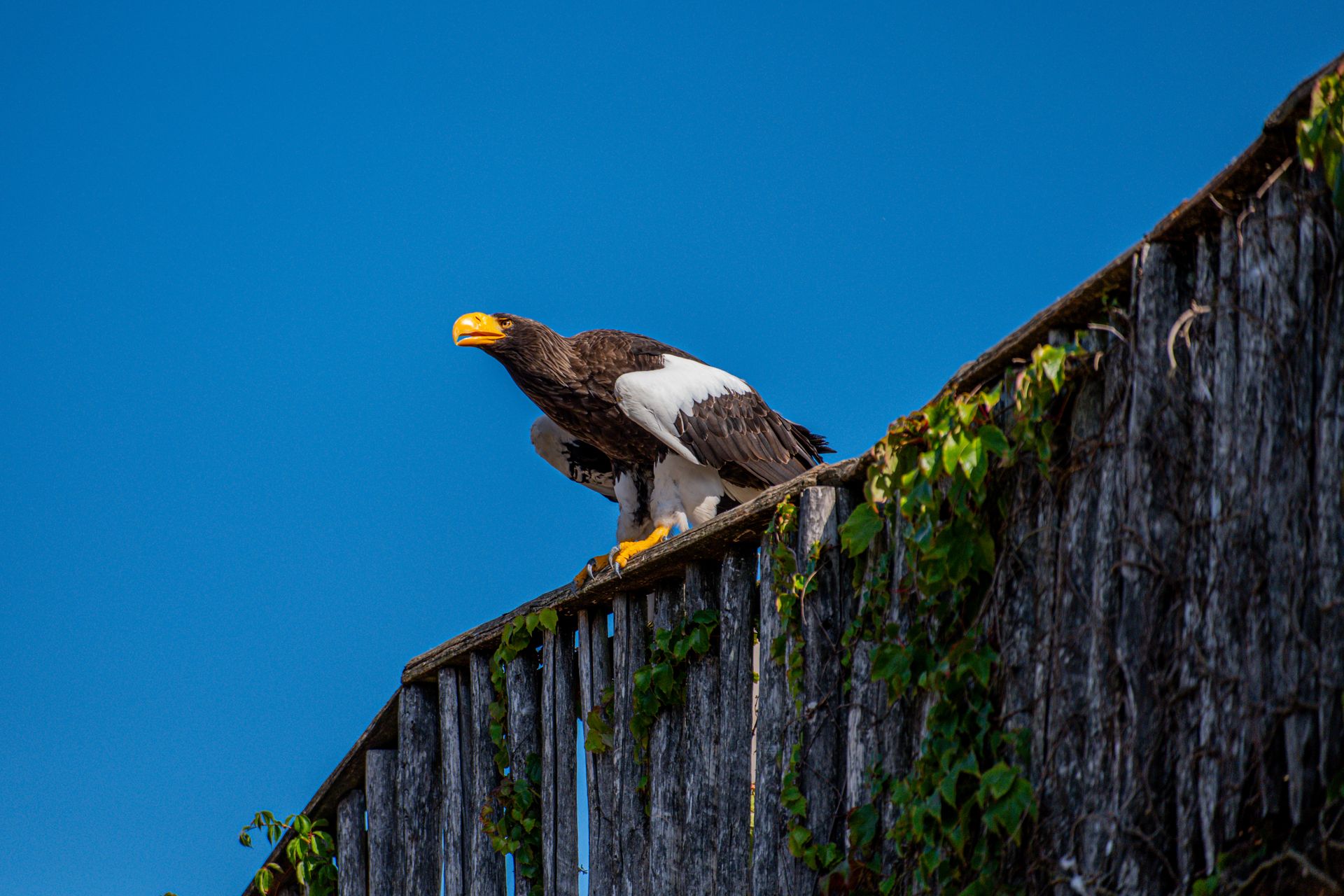Majestic Steller's Sea Eagle perched on ivy-covered wooden fence against a clear blue sky.