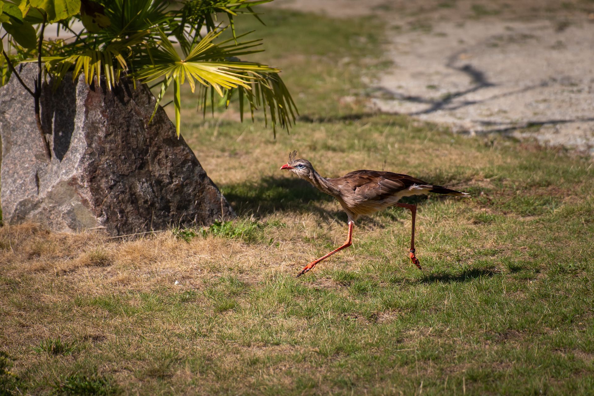 A Seriema bird struts across a grassy area beside a rock in a sunlit park.