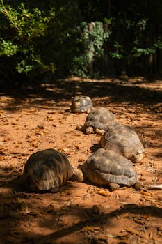 Four tortoises walking in a row on a sun-dappled forest path, surrounded by foliage.