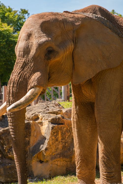 Free Close-up of a majestic African Elephant basking in sunlight, showcasing its textured skin. Stock Photo