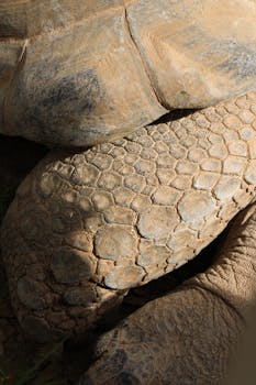 Detailed close-up view of tortoise shell and leg texture showcasing natural patterns.