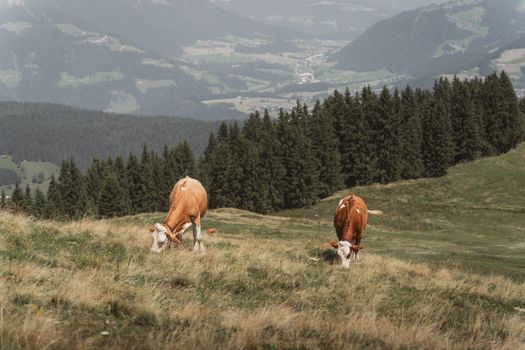 Serene alpine landscape with cows grazing in Wildschönau, Austria, showcasing green hills and pastoral beauty.