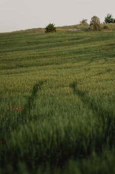 A peaceful green meadow landscape with red wildflowers and a serene twilight sky.