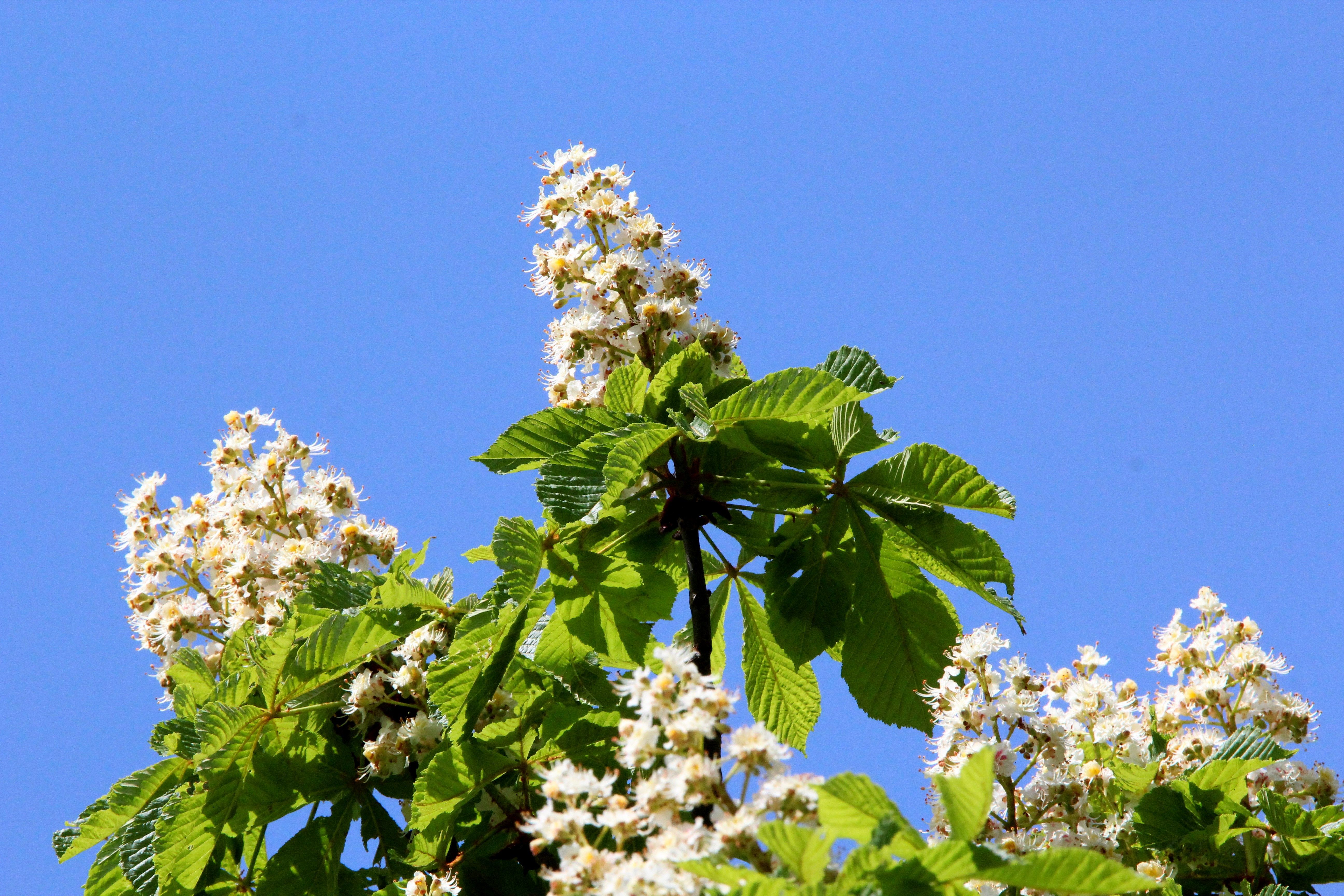 Close-up of white chestnut flowers in full bloom with a vibrant blue sky background.