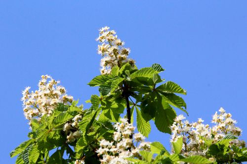Free Close-up of white chestnut flowers in full bloom with a vibrant blue sky background. Stock Photo