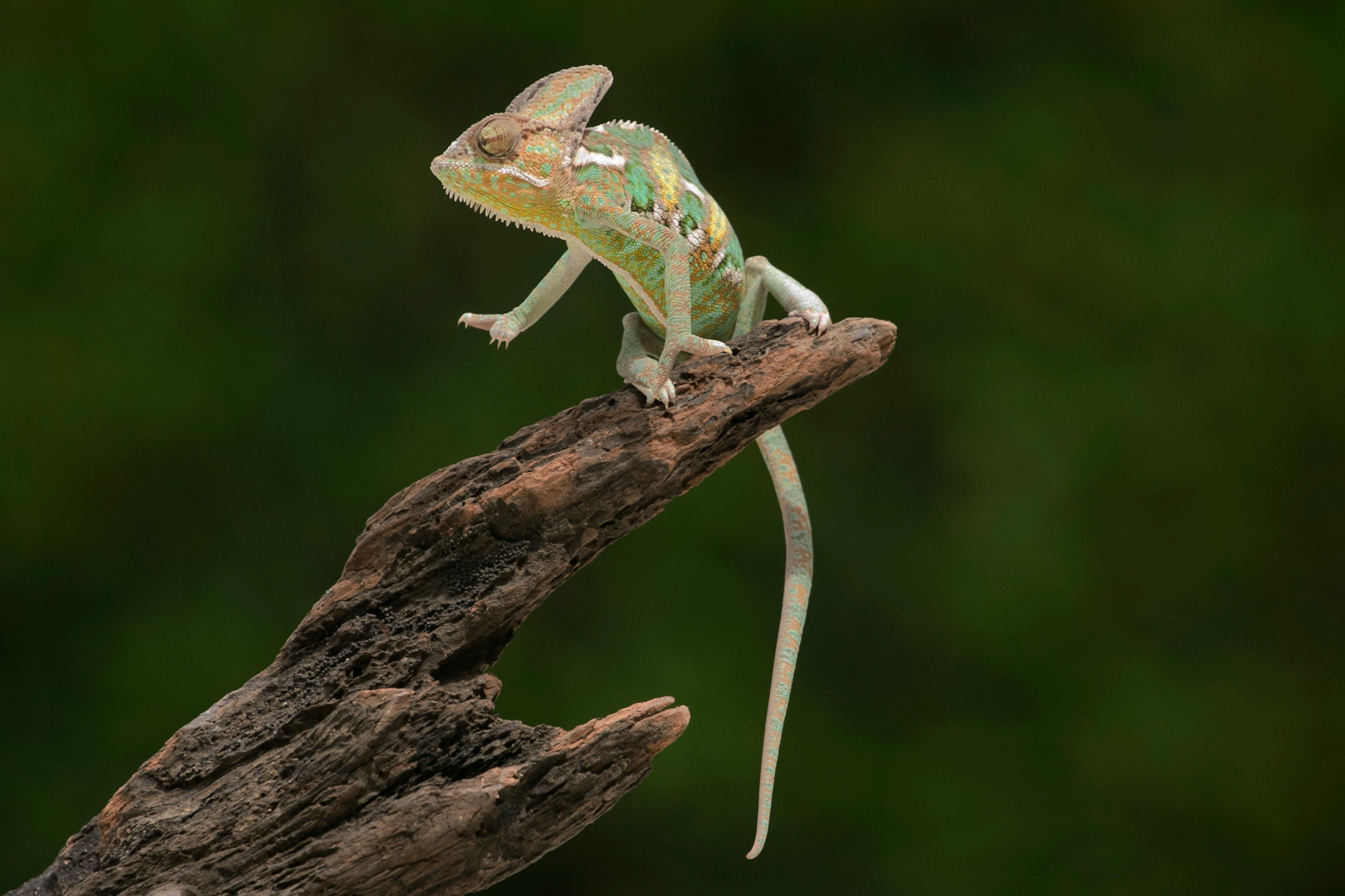 Chameleon Night Walk — Ranomafana Madagascar