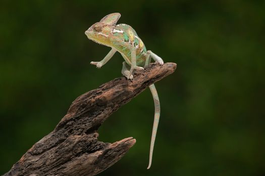 chameleon photo