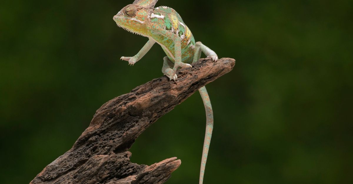 Baby Chameleon Care: Feeding and Climbing Baby chameleon care: a young veiled chameleon climbing on a bare tree branch