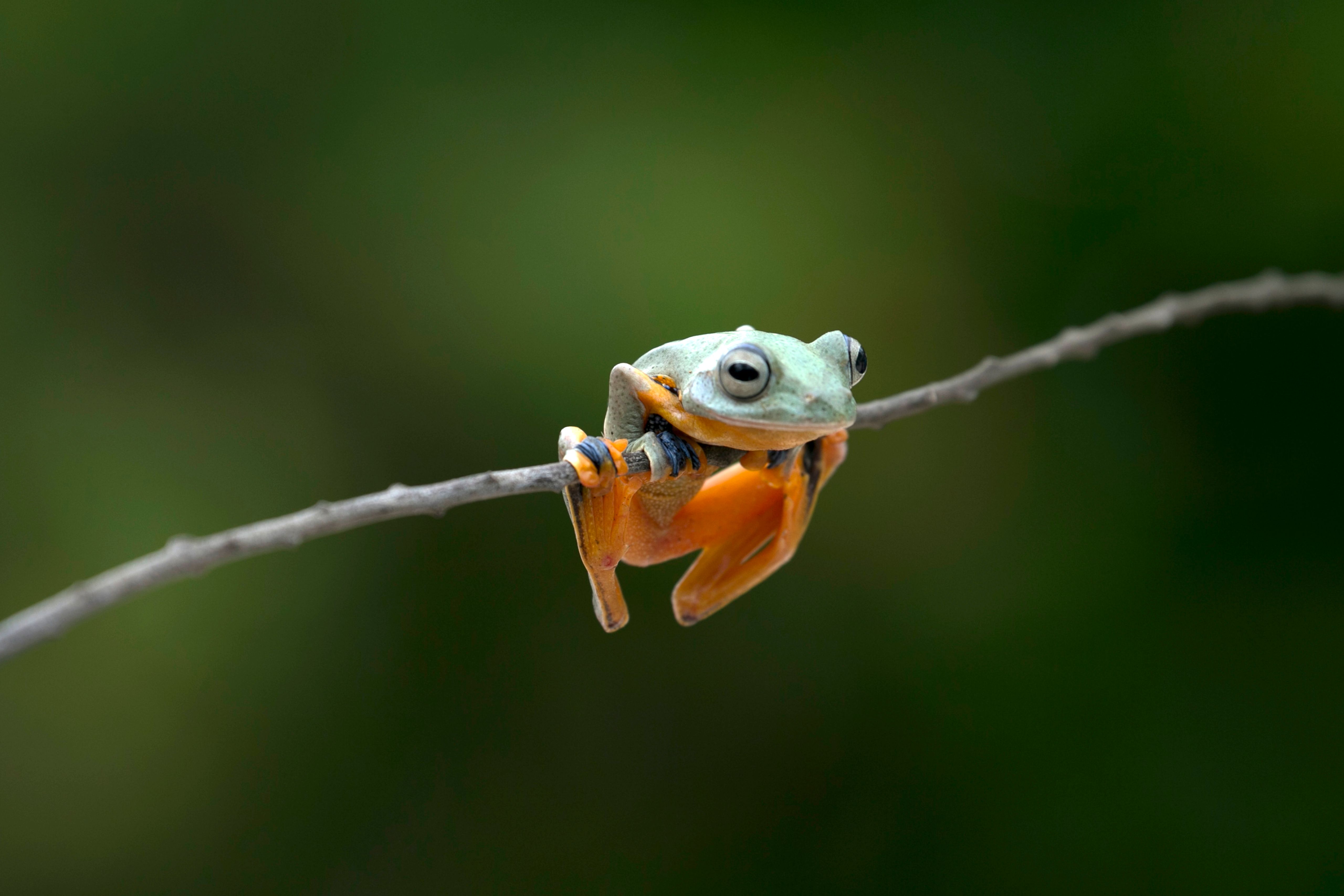 A vibrant tree frog sits gracefully on a slender branch, showcasing its vivid colors.