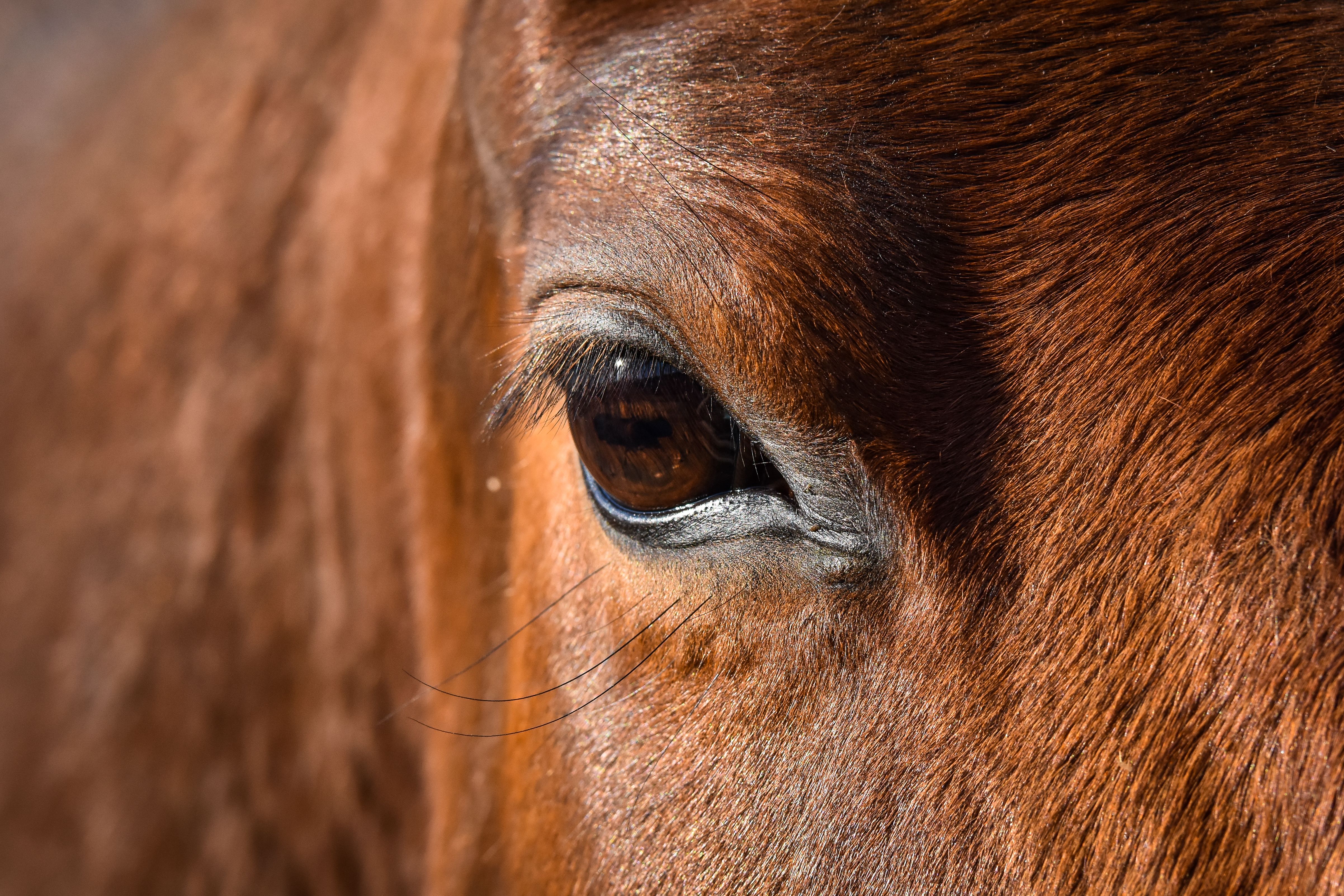 Veterinarian examining a horse during a checkup