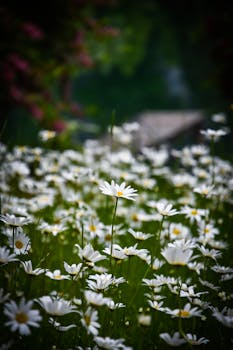 A serene field of white daisies blooming under natural light in a lush garden setting.