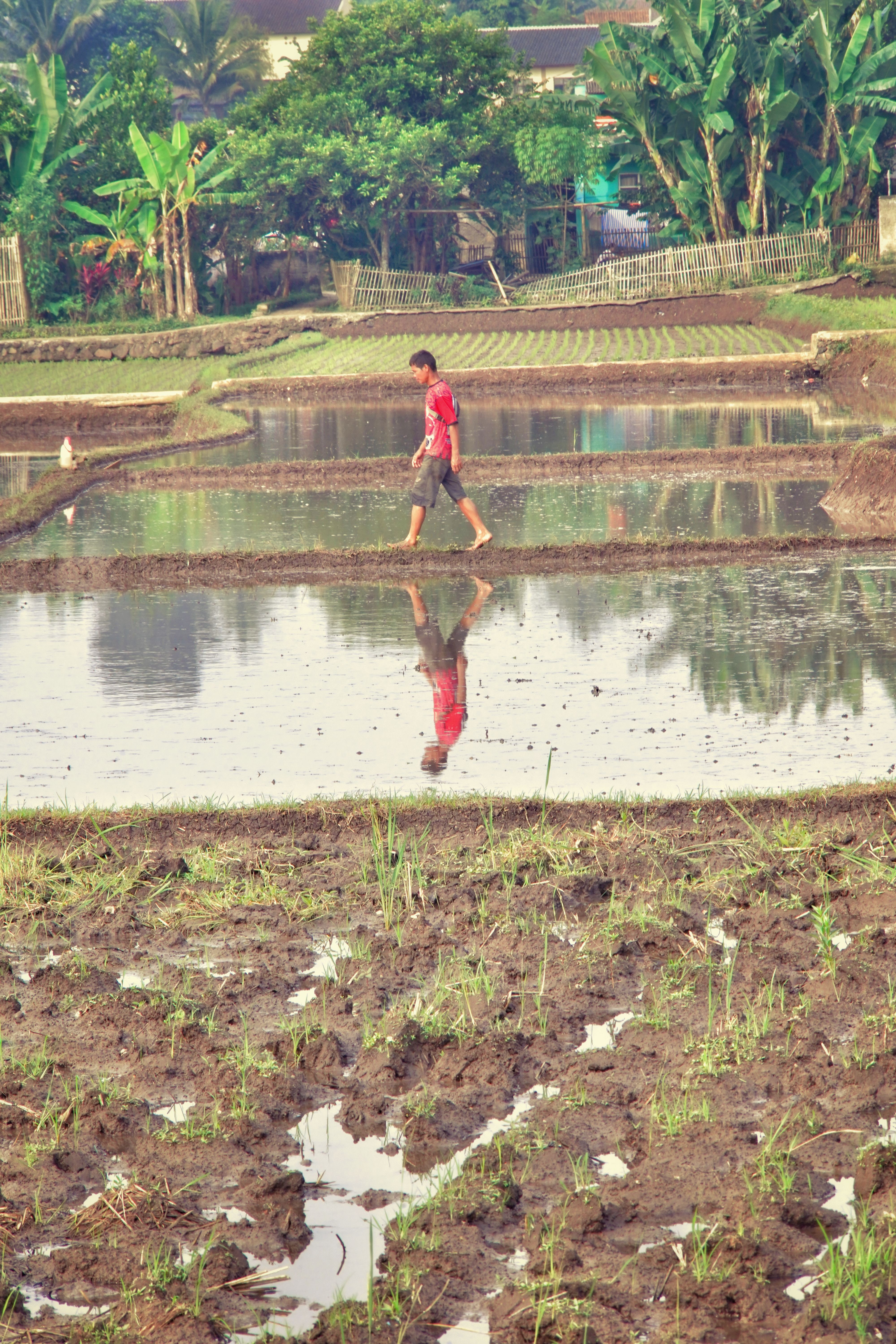 Sawah Terasering vs Hidroponik: Mitos Liburanmu Selama Ini