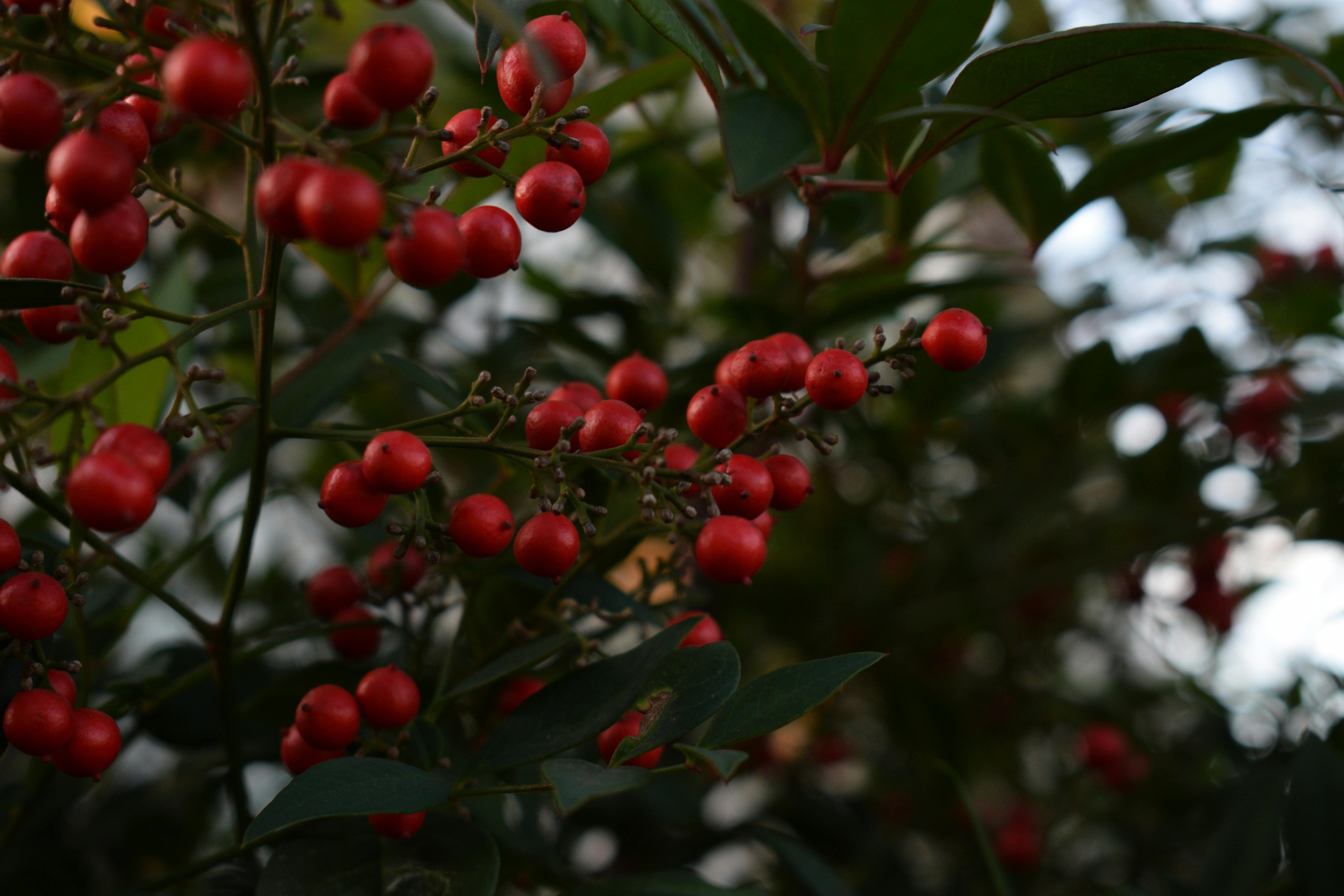 高雄大立日式生活體驗開跑 秋天限定美味不容錯過