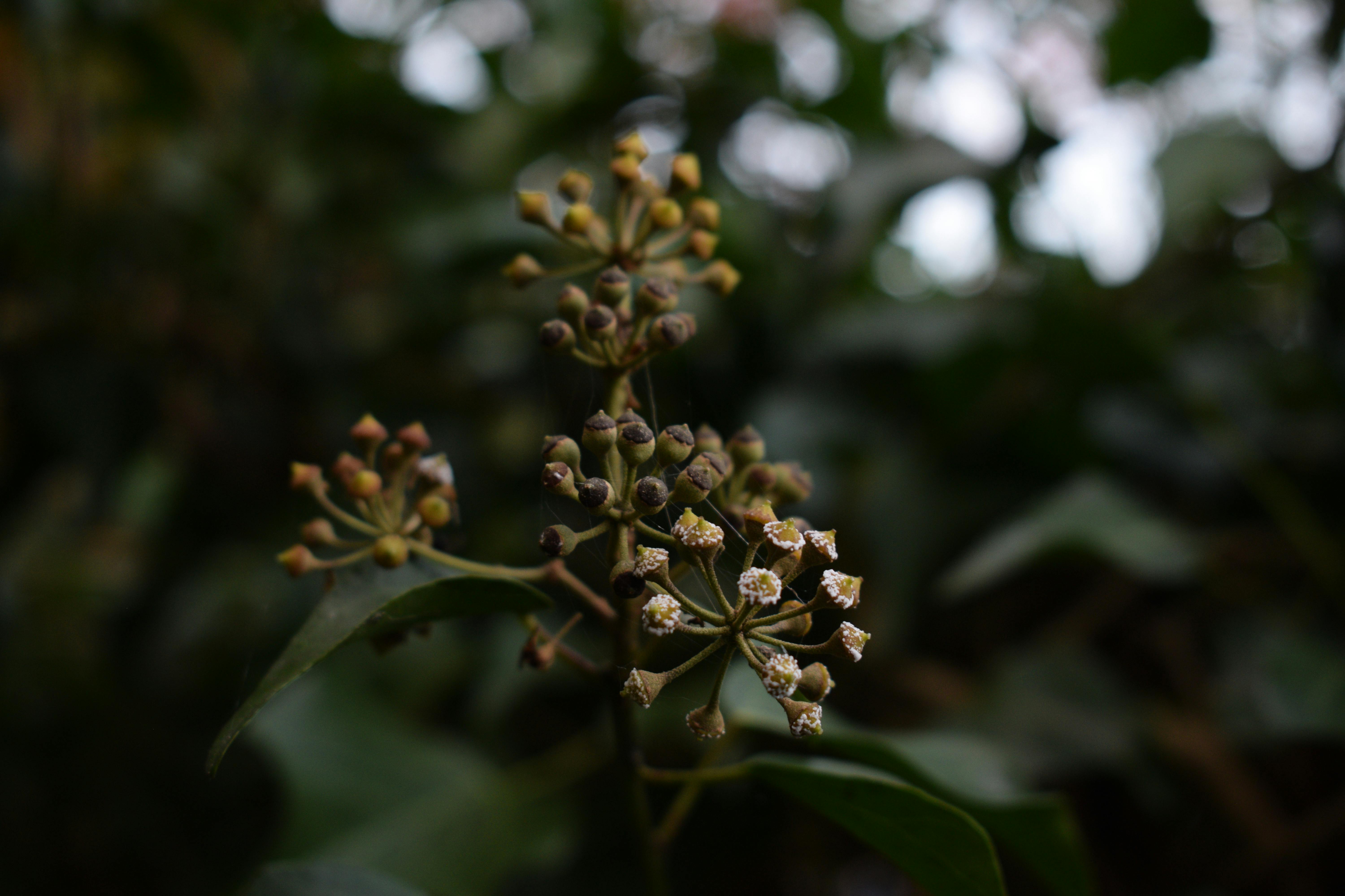 Superación de Latencia: Estratificación y Escarificación para Flora Nativa