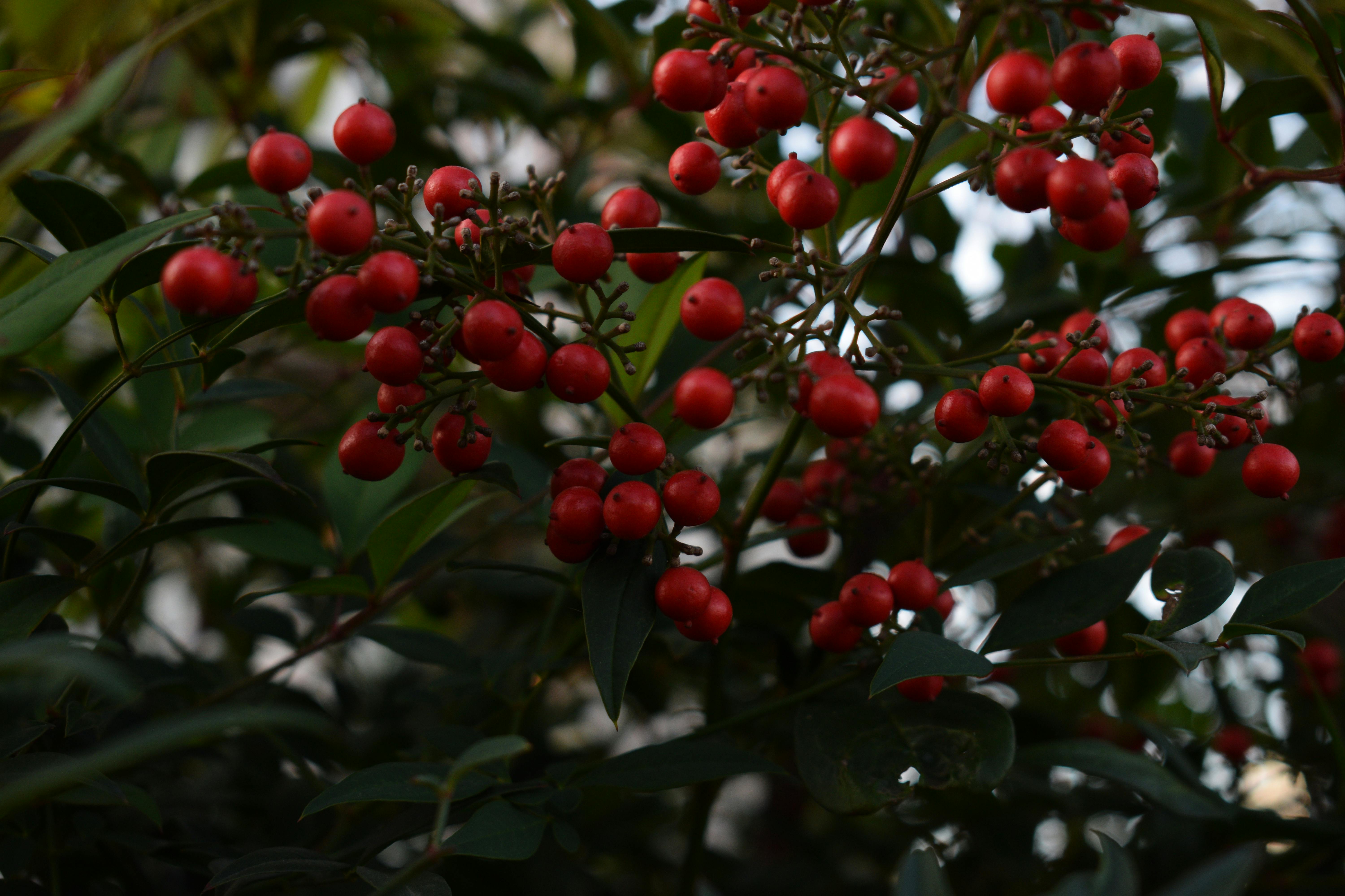 高雄大立日式生活體驗開跑 秋天限定美味不容錯過