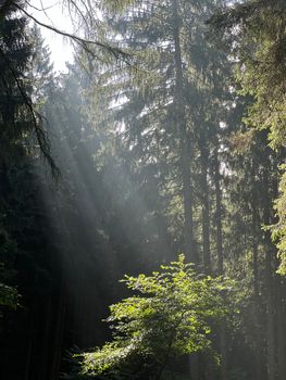 Sunrays pierce a tranquil forest creating a serene, natural ambiance.