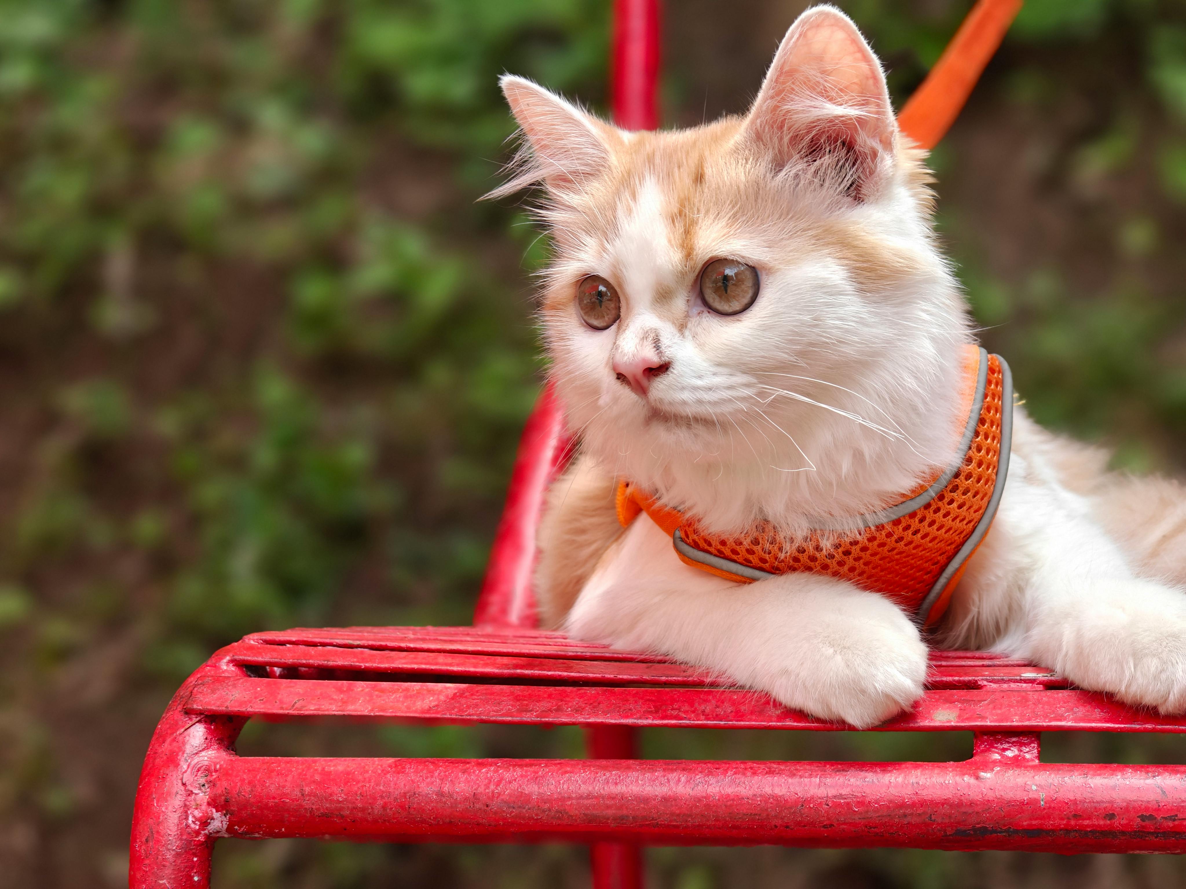pet care pet safety — Photo by Muhammad Tariq on Pexels