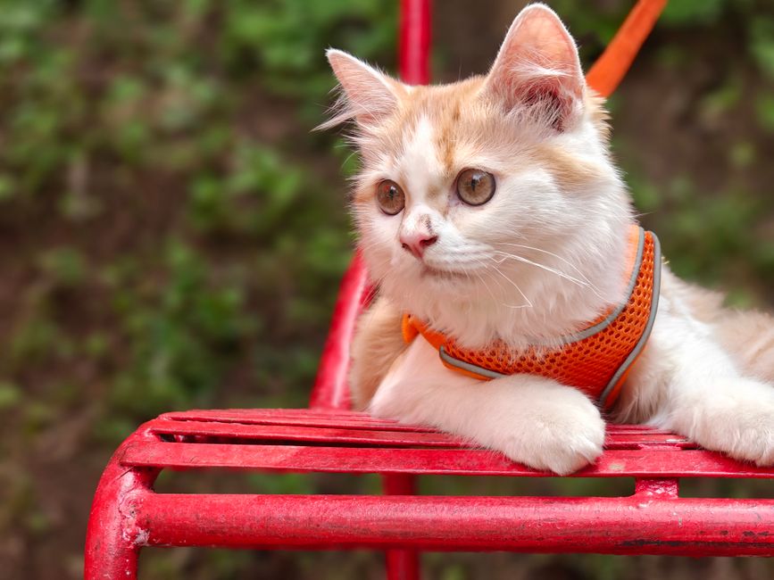 Cute brown and white cat lounging on a red chair in a garden setting.