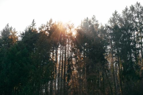 Free Beautiful sunlight filtering through tall forest trees in Vianden, Luxembourg, casting serene shadows. Stock Photo